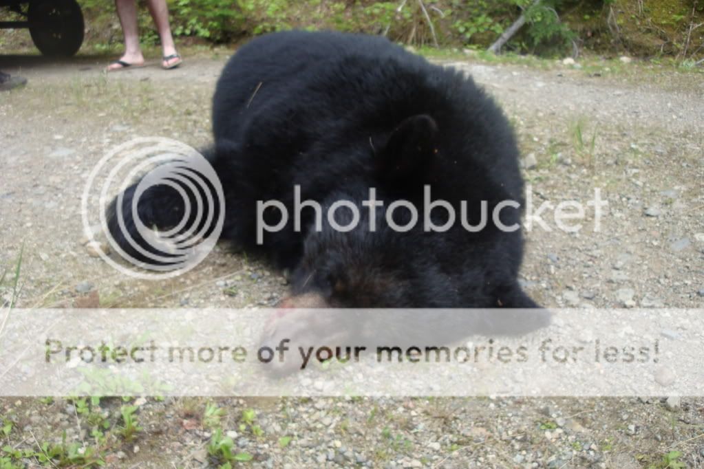 My first black bear!